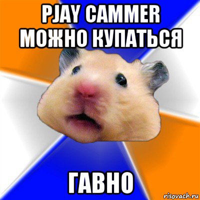 pjay cammer можно купаться гавно, Мем Хомяк