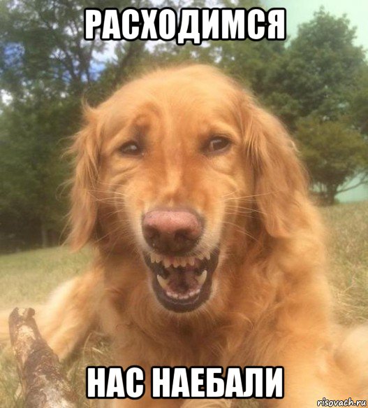 расходимся нас наебали