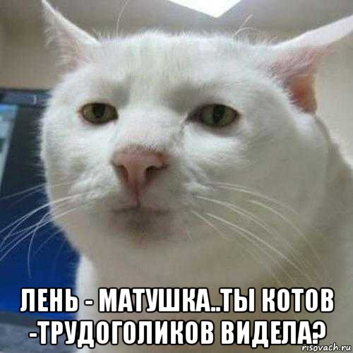  лень - матушка..ты котов -трудоголиков видела?