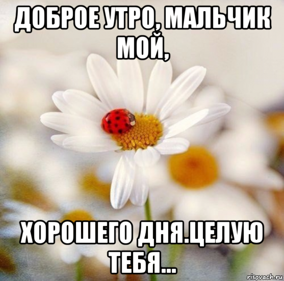 доброе утро, мальчик мой, хорошего дня.целую тебя...