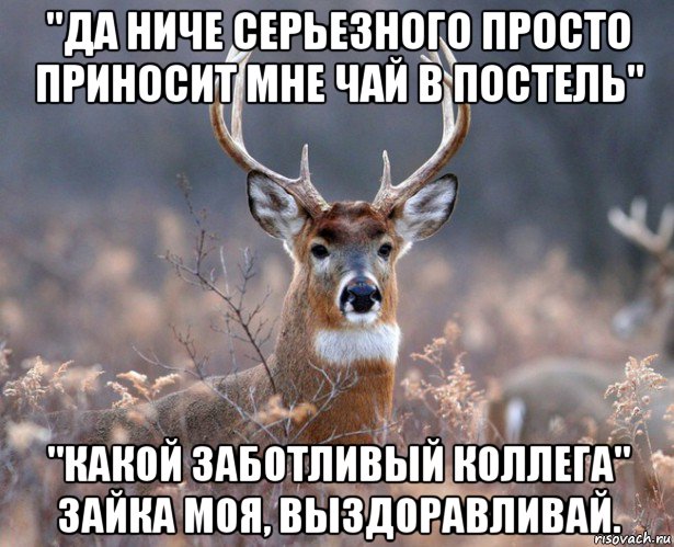 "да ниче серьезного просто приносит мне чай в постель" "какой заботливый коллега" зайка моя, выздоравливай., Мем   Наивный олень