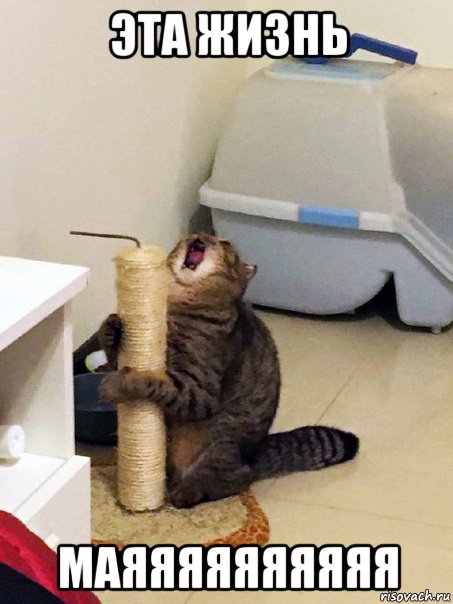 эта жизнь маяяяяяяяяяя, Мем Орущий кот