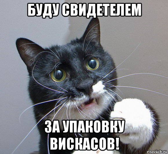 буду свидетелем за упаковку вискасов!, Мем Печальный кот