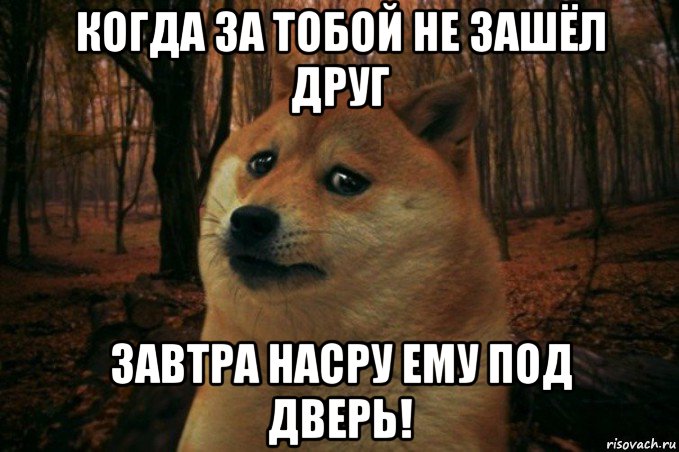 когда за тобой не зашёл друг завтра насру ему под дверь!, Мем SAD DOGE