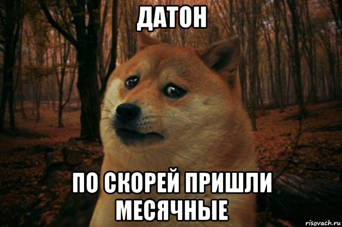 датон по скорей пришли месячные, Мем SAD DOGE