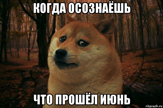 когда осознаёшь что прошёл июнь, Мем SAD DOGE