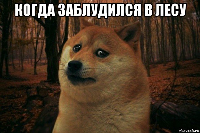 когда заблудился в лесу , Мем SAD DOGE