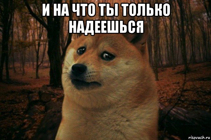 и на что ты только надеешься , Мем SAD DOGE