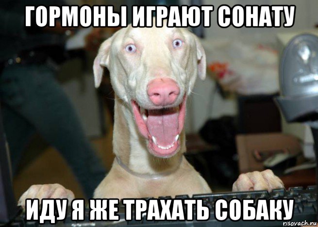 гормоны играют сонату иду я же трахать собаку