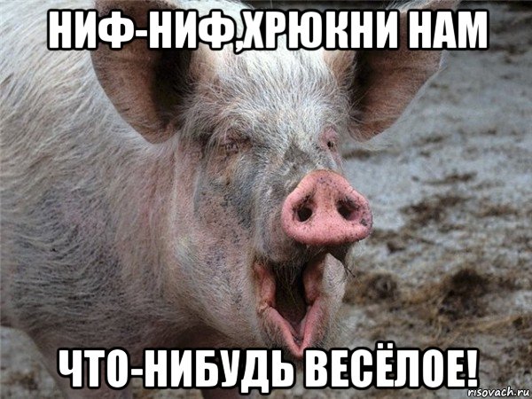 ниф-ниф,хрюкни нам что-нибудь весёлое!