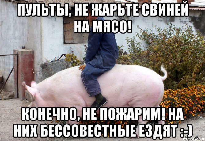 пульты, не жарьте свиней на мясо! конечно, не пожарим! на них бессовестные ездят :-)