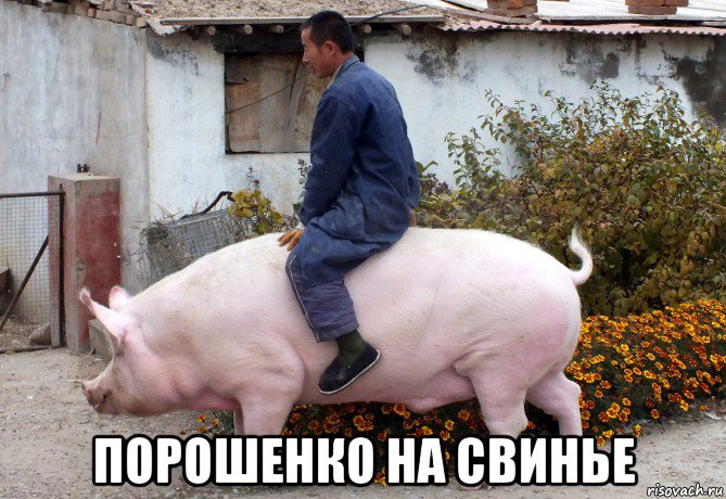  порошенко на свинье