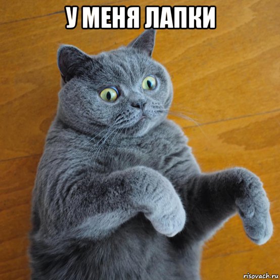 у меня лапки 