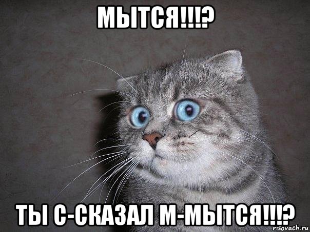 мытся!!!? ты с-сказал м-мытся!!!?, Мем  удивлённый кот