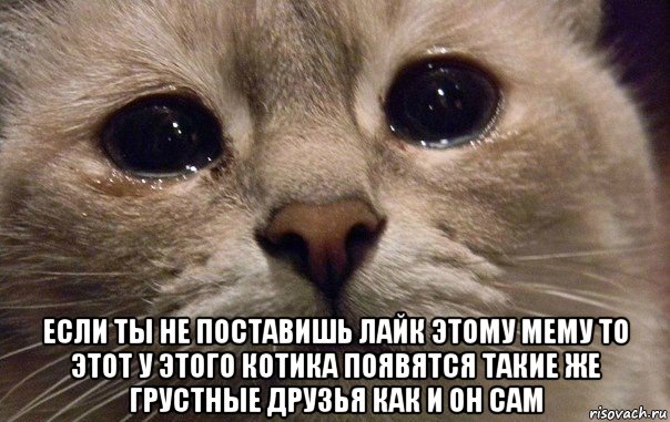  если ты не поставишь лайк этому мему то этот у этого котика появятся такие же грустные друзья как и он сам, Мем   В мире грустит один котик