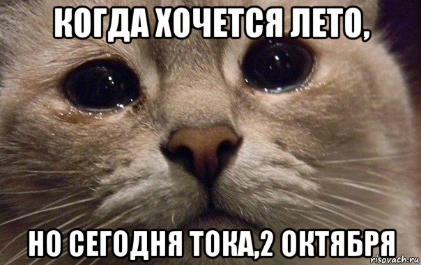 когда хочется лето, но сегодня тока,2 октября, Мем   В мире грустит один котик