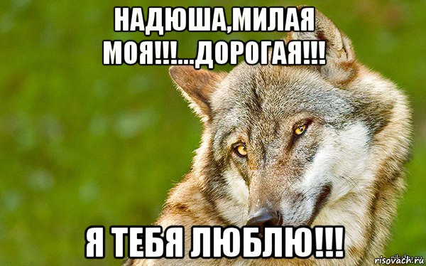 надюша,милая моя!!!...дорогая!!! я тебя люблю!!!, Мем   Volf