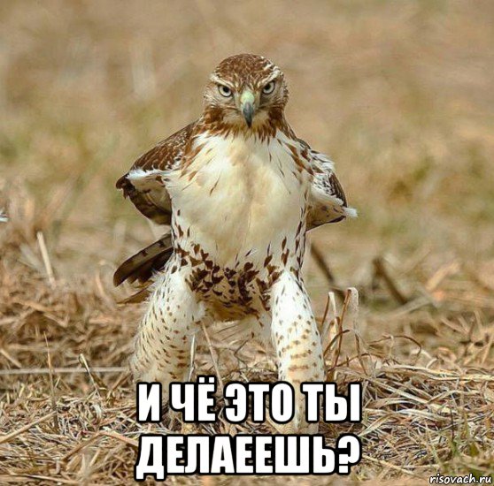  и чё это ты делаеешь?, Мем Блет