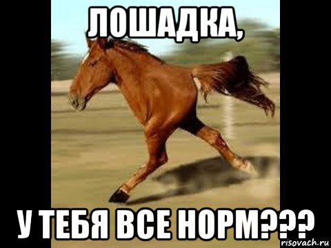 лошадка, у тебя все норм???