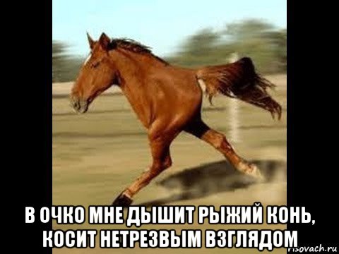  в очко мне дышит рыжий конь, косит нетрезвым взглядом