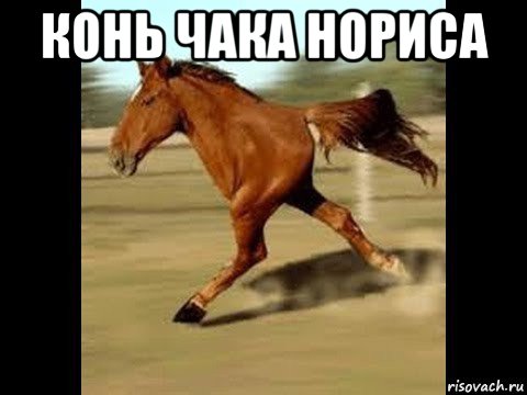 конь чака нориса 