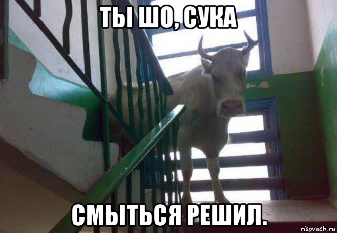 ты шо, сука смыться решил.