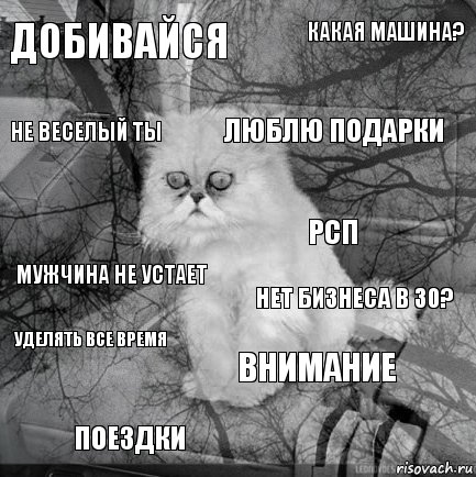 добивайся нет бизнеса в 30? люблю подарки поездки мужчина не устает какая машина? внимание не веселый ты уделять все время РСП, Комикс  кот безысходность