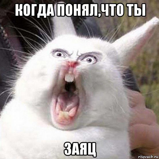 когда понял,что ты заяц