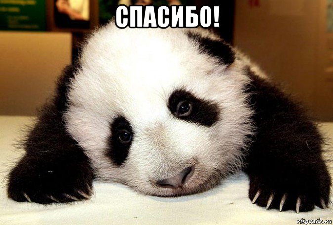 спасибо! 