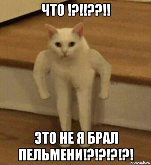 что !?!!??!! это не я брал пельмени!?!?!?!?!, Мем  Полукот