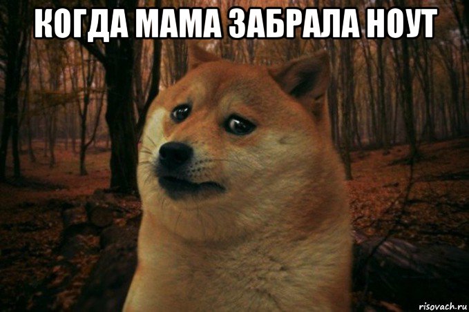 когда мама забрала ноут , Мем SAD DOGE