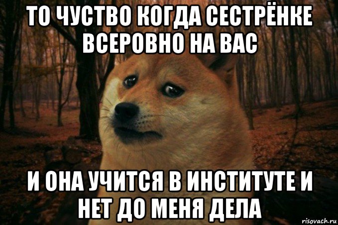 то чуство когда сестрёнке всеровно на вас и она учится в институте и нет до меня дела, Мем SAD DOGE