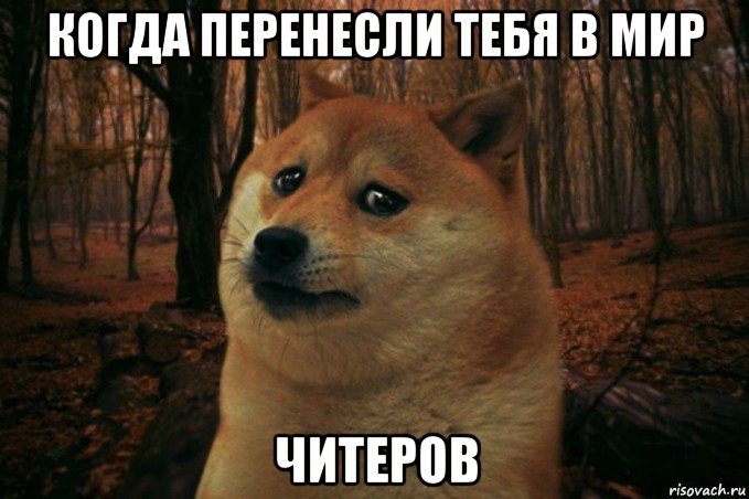 когда перенесли тебя в мир читеров, Мем SAD DOGE