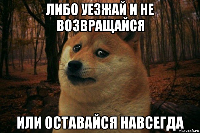 либо уезжай и не возвращайся или оставайся навсегда, Мем SAD DOGE