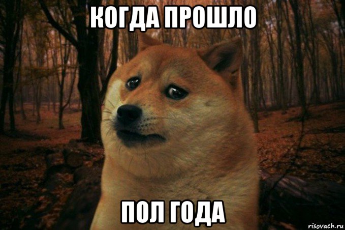 когда прошло пол года, Мем SAD DOGE