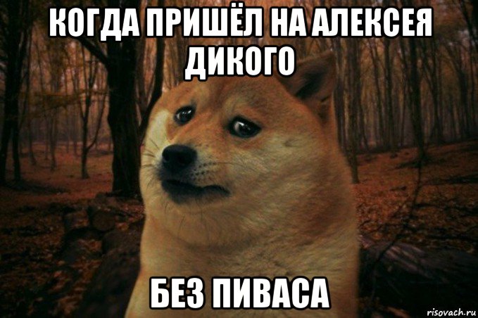 когда пришёл на алексея дикого без пиваса, Мем SAD DOGE