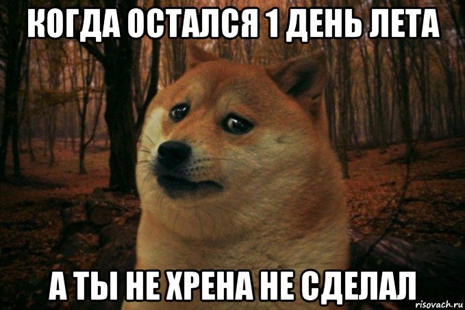 когда остался 1 день лета а ты не хрена не сделал, Мем SAD DOGE