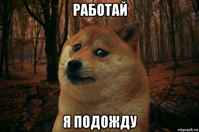 работай я подожду, Мем SAD DOGE