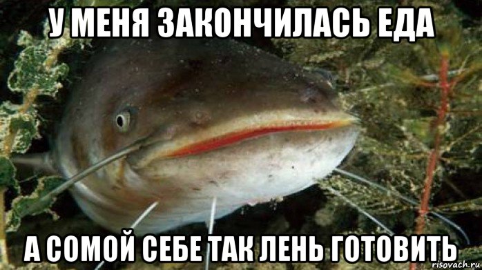 у меня закончилась еда а сомой себе так лень готовить
