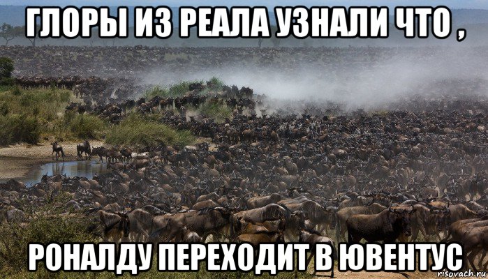 глоры из реала узнали что , роналду переходит в ювентус, Мем Стадо
