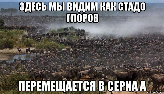 здесь мы видим как стадо глоров перемещается в сериа а, Мем Стадо
