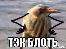  тэк блоть