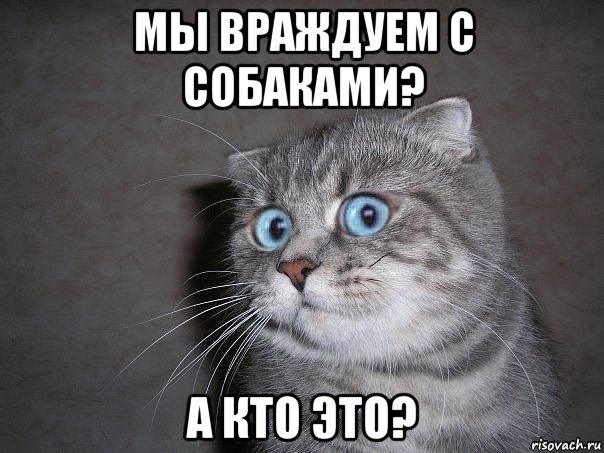 мы враждуем с собаками? а кто это?, Мем  удивлённый кот