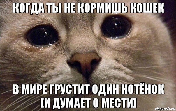 когда ты не кормишь кошек в мире грустит один котёнок [и думает о мести], Мем   В мире грустит один котик