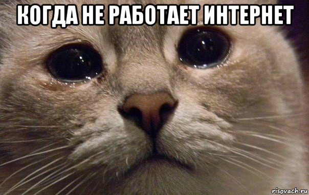 когда не работает интернет , Мем   В мире грустит один котик