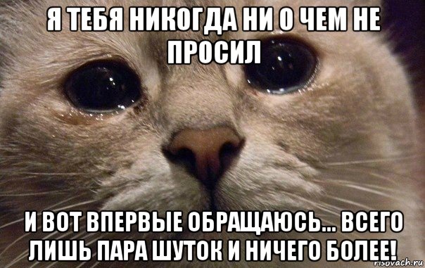 я тебя никогда ни о чем не просил и вот впервые обращаюсь... всего лишь пара шуток и ничего более!, Мем   В мире грустит один котик