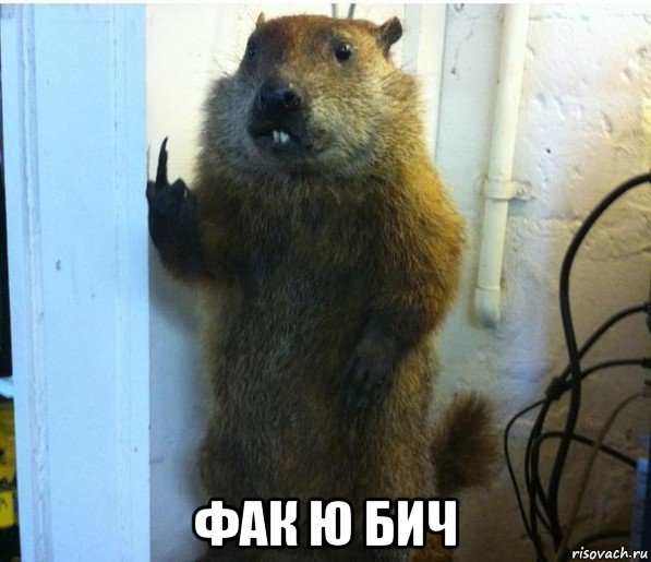  фак ю бич, Мем Жми спасибо если ты бобр убил че