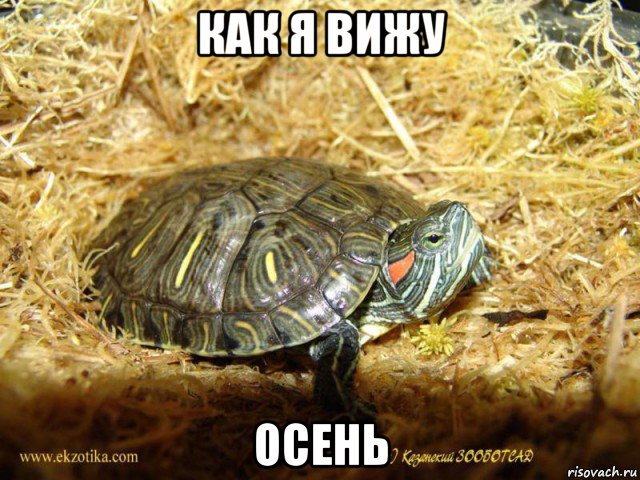 как я вижу осень, Мем Черепаха