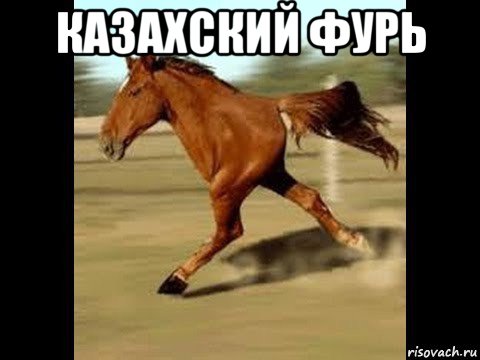 казахский фурь 