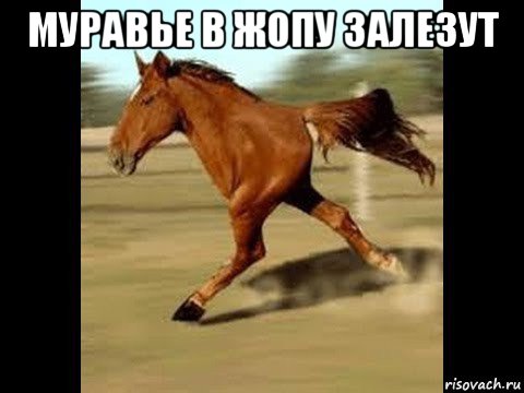муравье в жопу залезут 
